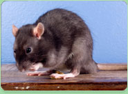 rat control Great Wyrley